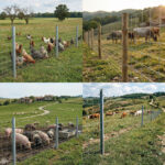 Knoopgaas verzinkt schapengaas weidegaas 50m - Afbeelding 4